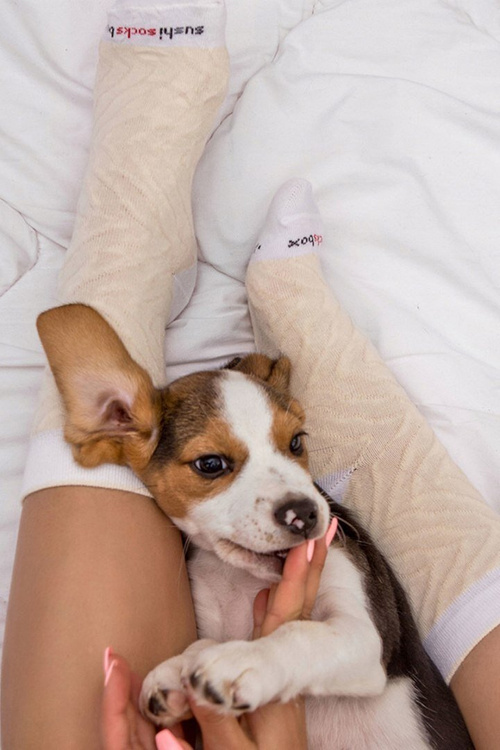 Rainbow Socks Sushi 1 пара Butterfish